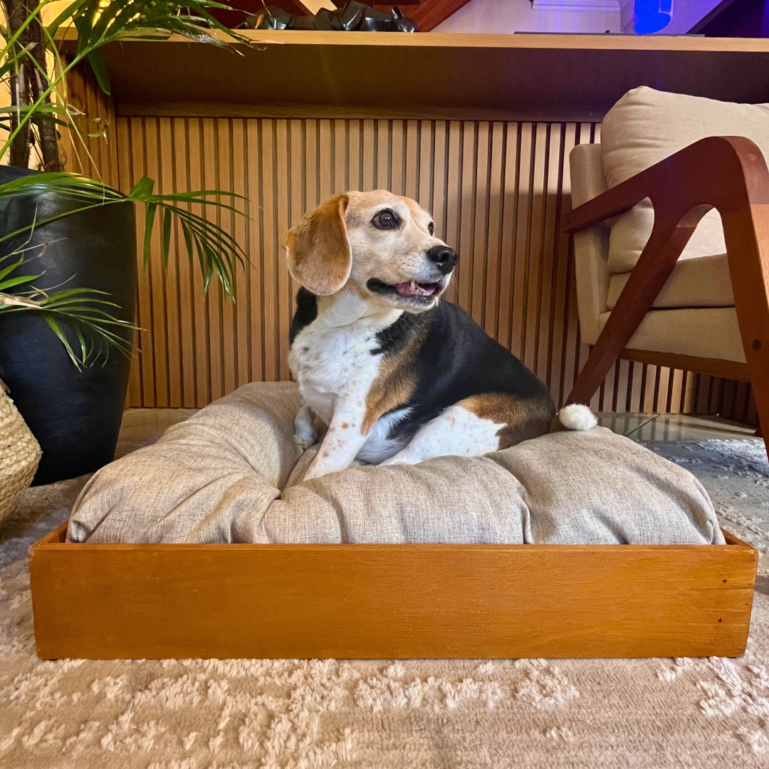 Caminha para pets